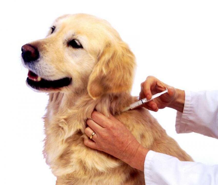 A vacinação de animais