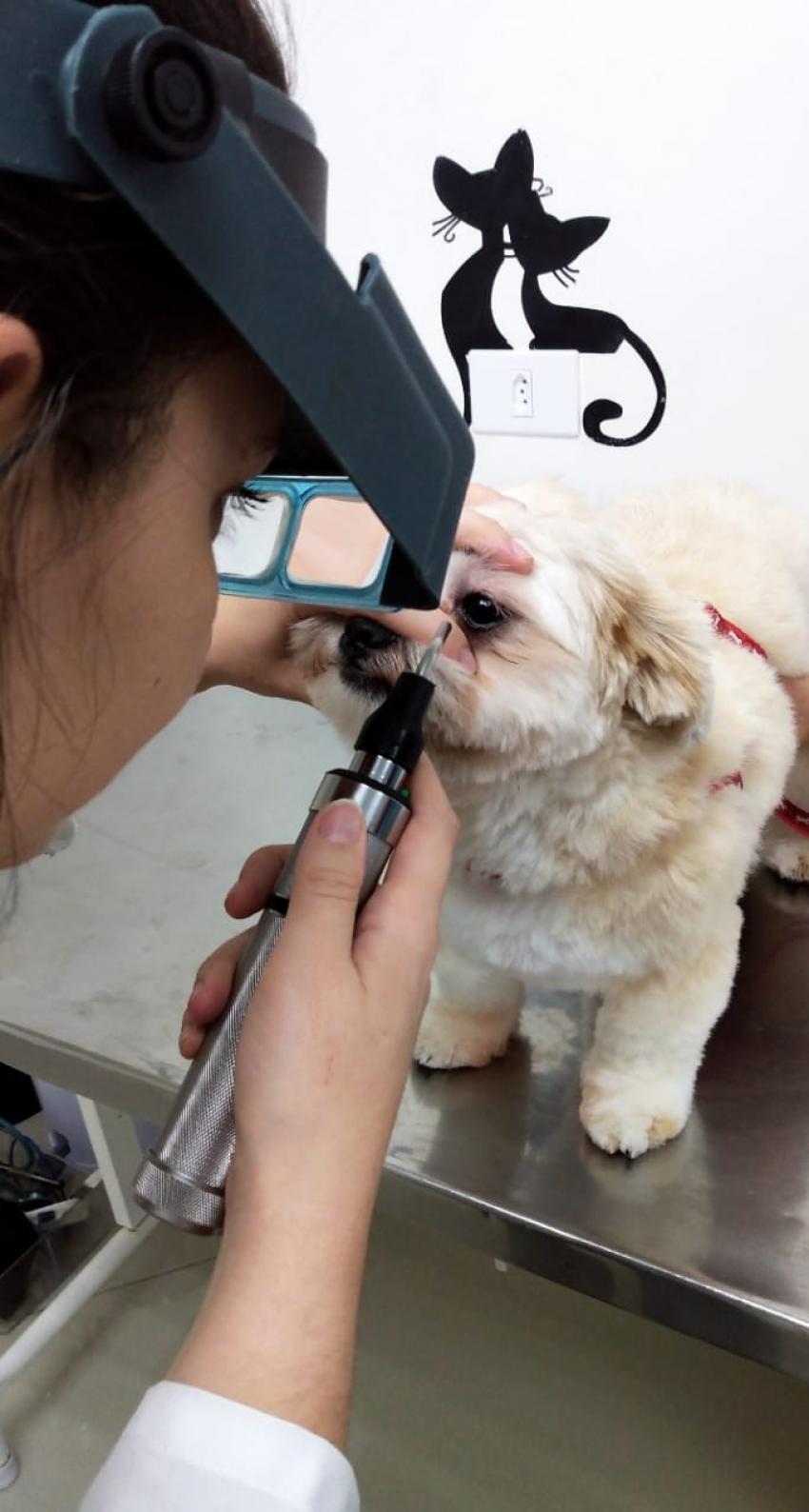 A síndrome do olho seco em cães