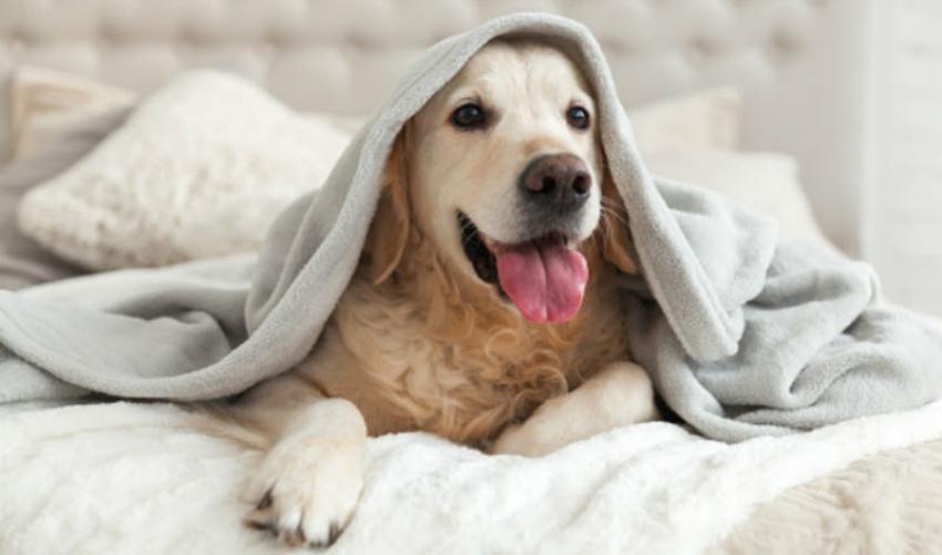 Cuidados básicos com os pets durante o isolamento da pandemia 