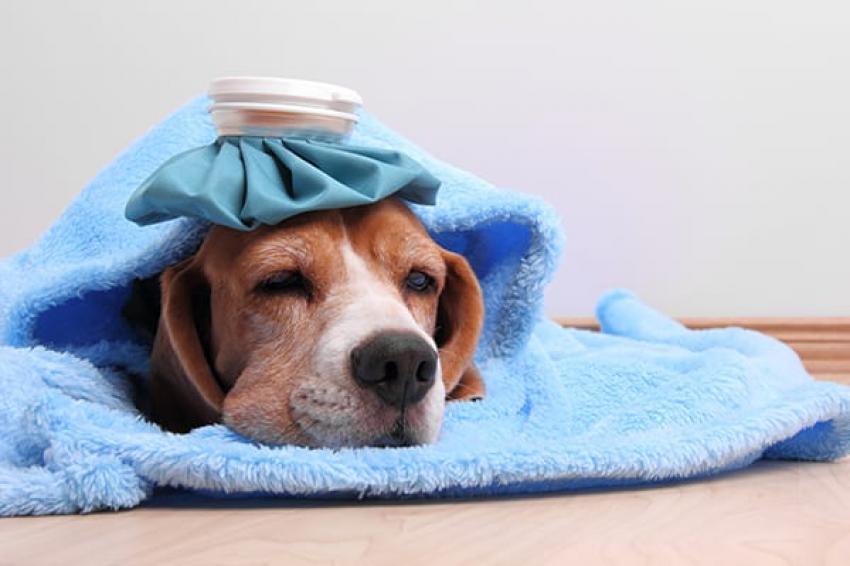 A popular gripe canina que não tem nada a ver com uma gripe
