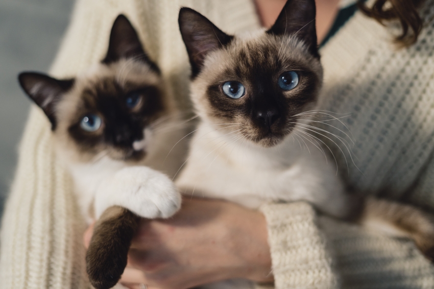 A importância da ingestão hídrica para os gatos