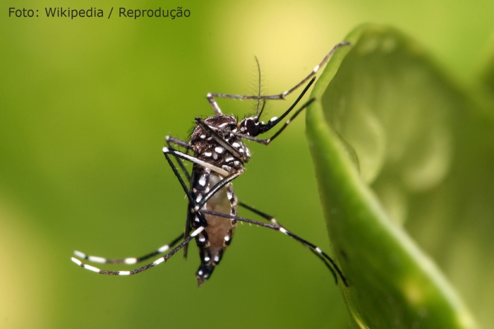 Mauá registra primeiro óbito por dengue em 2024