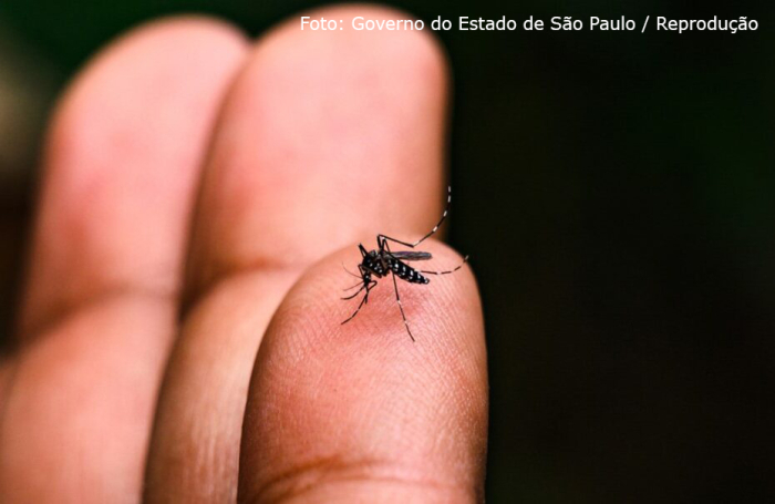 Estado de São Paulo atinge marca de 100 óbitos por dengue em 2024
