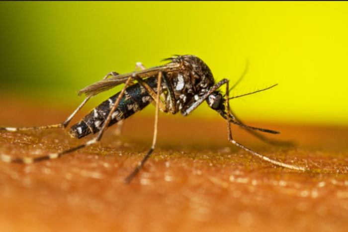 São Paulo decreta estado de emergência por dengue em todo território paulista