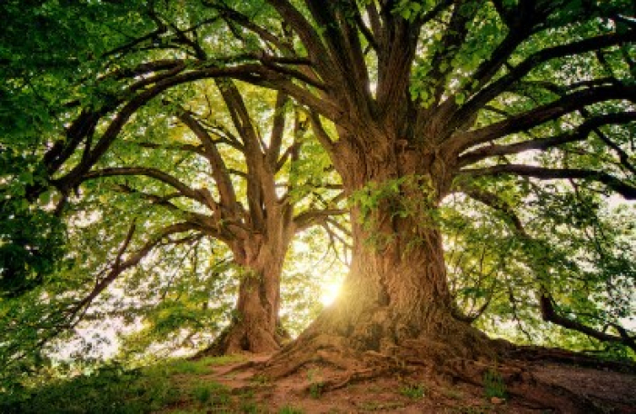 Dia da Árvore | BRK reforça a importância do saneamento para a biodiversidade
