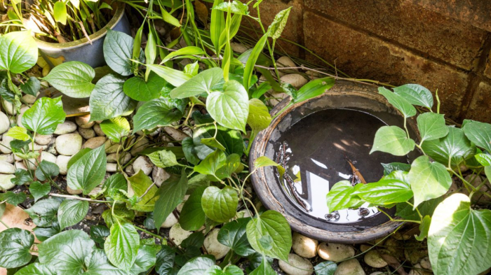 BRK reforça a importância do cuidado redobrado no combate ao mosquito Aedes aegypti neste verão