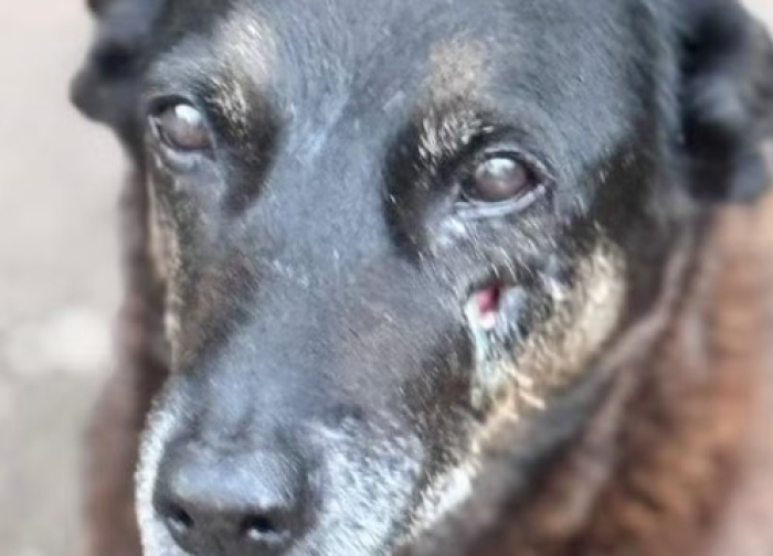 Em Pauta - Crueldade