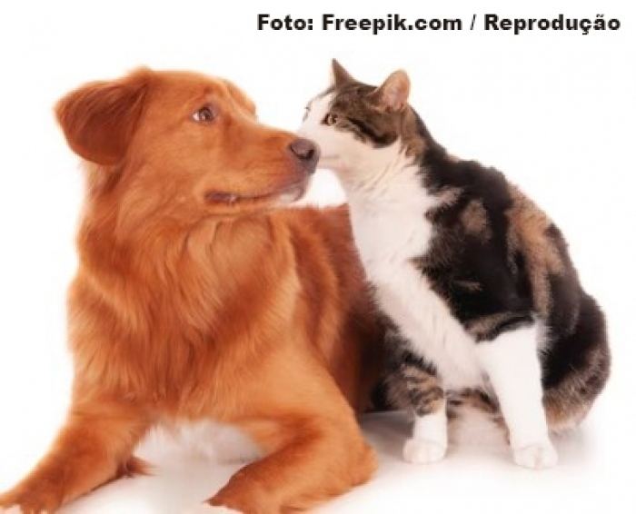 Em Pauta - Nossos animais