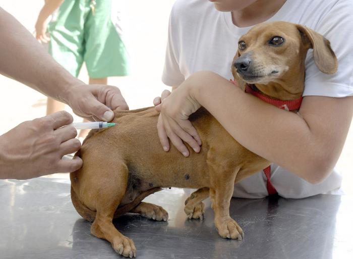 Campanha contra raiva animal começa em agosto em Mauá e região