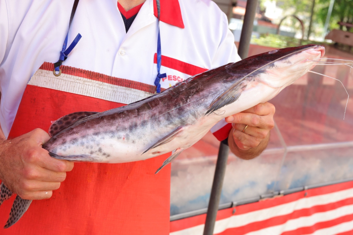 Campanha do Pescado começa nesta terça-feira em Mauá