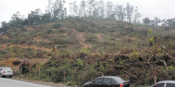 Mauá e Santo André perdem área verde equivalente a 12 campos de futebol