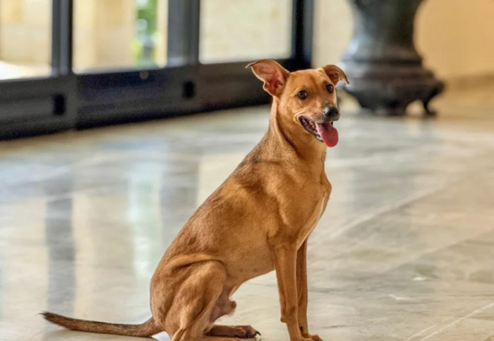 STF decide que municípios sejam responsáveis por acolhimento de animais abandonados