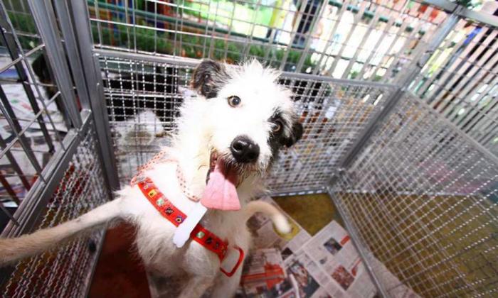 Feira de adoção de cães e gatos acontece neste sábado em Mauá