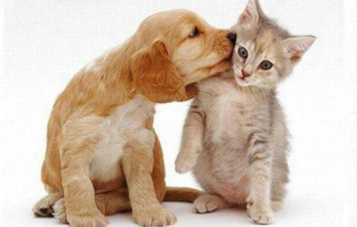 Ribeirão Pires realizará castração de cães e gatos