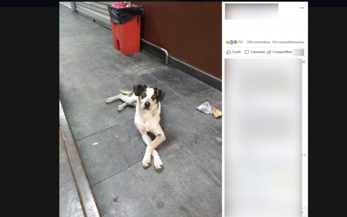 Cachorro abandonado é envenenado e espancado por funcionário de hipermercado, dizem ativistas
