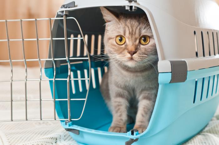 Governo de SP sanciona lei que permite transporte de animais no Metrô, CPTM e ônibus intermunicipais