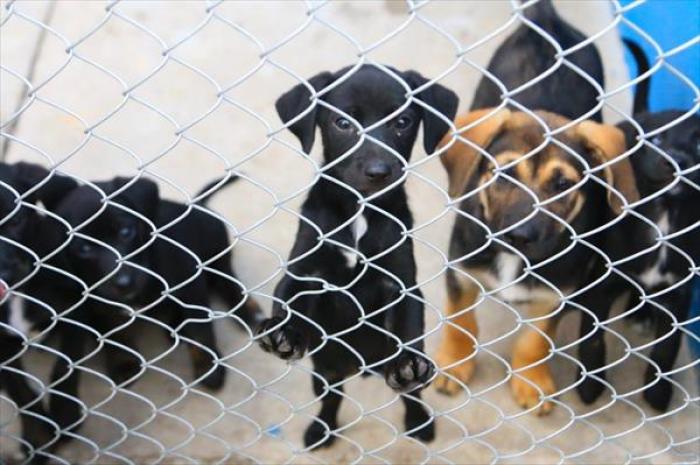 Mauá realiza 1º Festival de Adoção de animais 