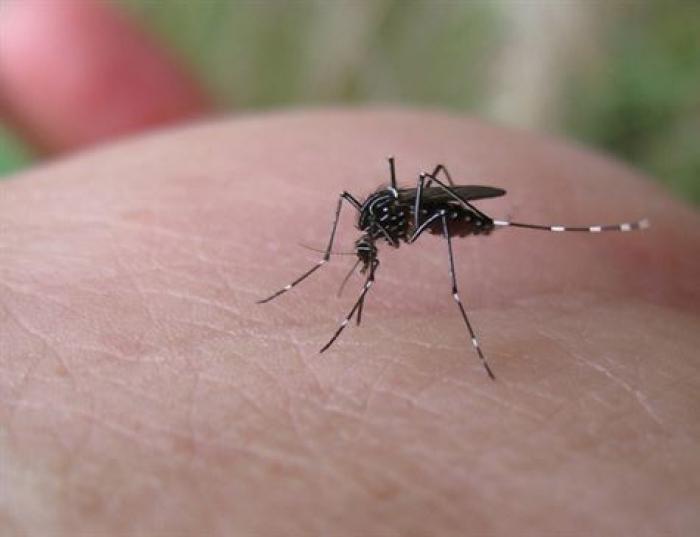 Campanha de combate ao Aedes aegypti é realizada em Mauá