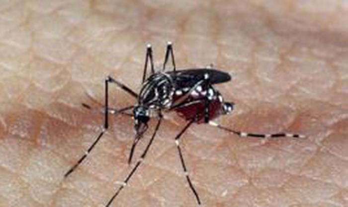 Casos de dengue registram ligeira queda no Grande ABC
