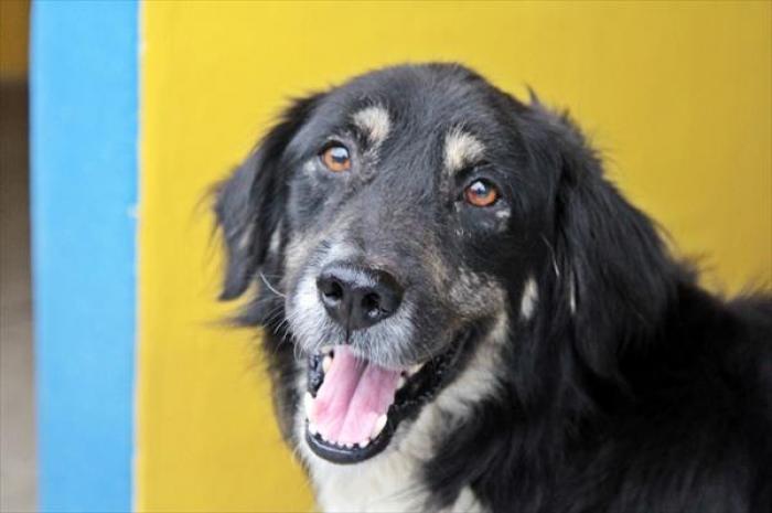 Mauá inicia campanha de adoção de animais nas redes sociais