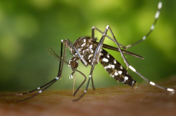 Mauá registra mais de 100 vítimas do mosquito da dengue nos quatro primeiros meses do ano