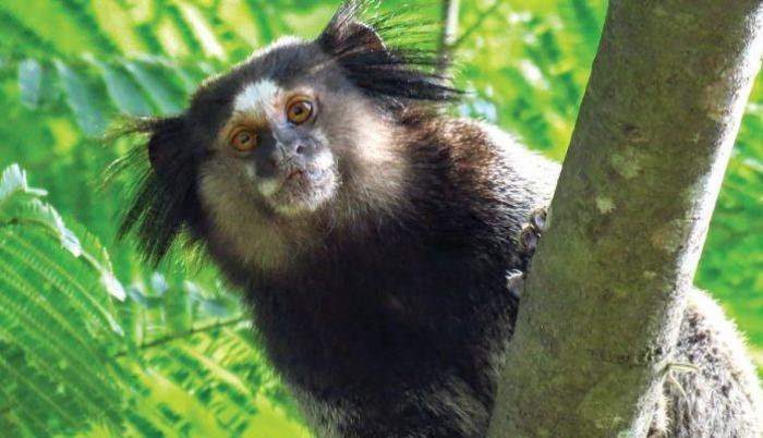 Sagui encontrado morto na região não tinha febre amarela