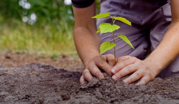 BRK – Ambiental lança desafio entre funcionários e clientes para plantio de árvores