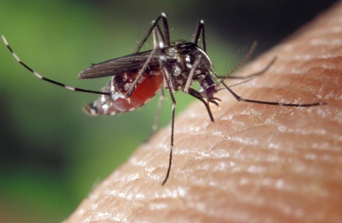 Força-tarefa contra a dengue é realizada em Mauá
