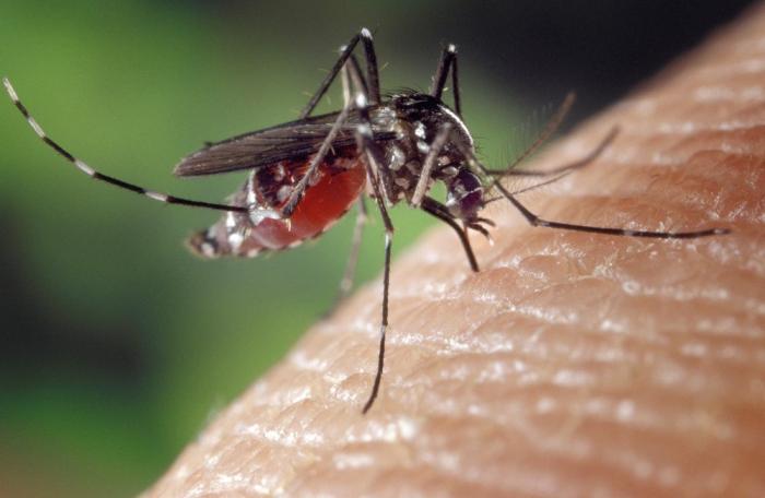 Mauá registra 215 casos confirmados de dengue; ocorrências tiveram alta de 4.200%