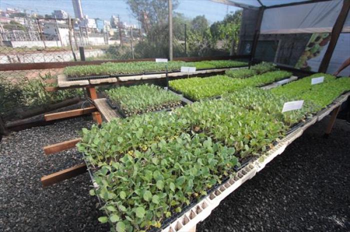 Mauá inaugura a primeira Fábrica de Mudas 