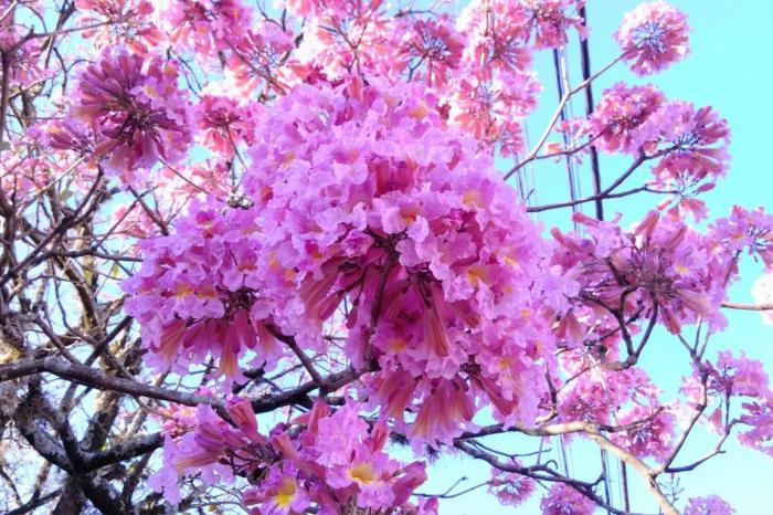 Primavera deve ter temperaturas e chuvas dentro da média em São Paulo