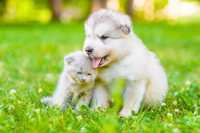 Pesquisa indica que gatos são tão afetuosos com humanos quanto cães