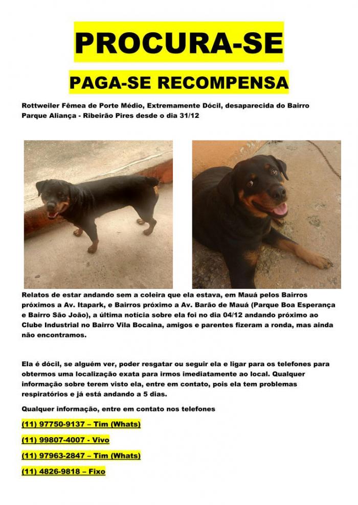 Procura-se animal desaparecido