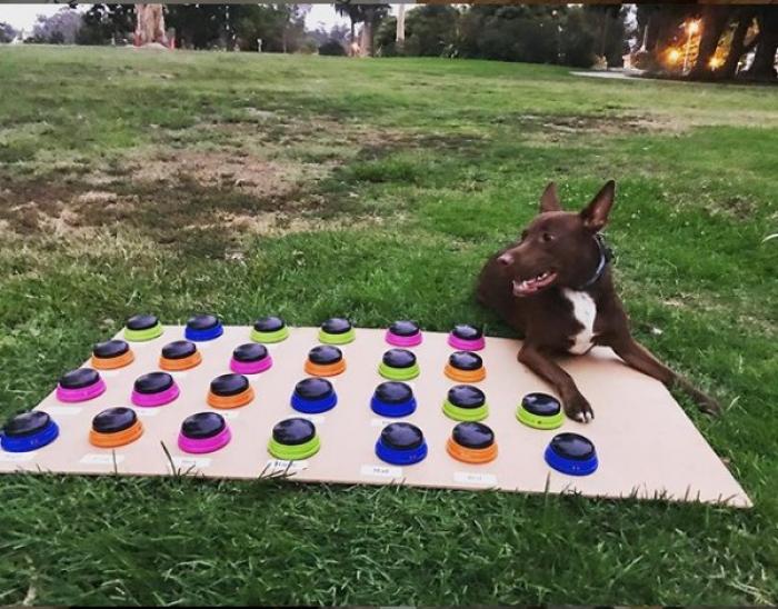 Cachorra aprender a “falar” com ajuda de teclado adaptado