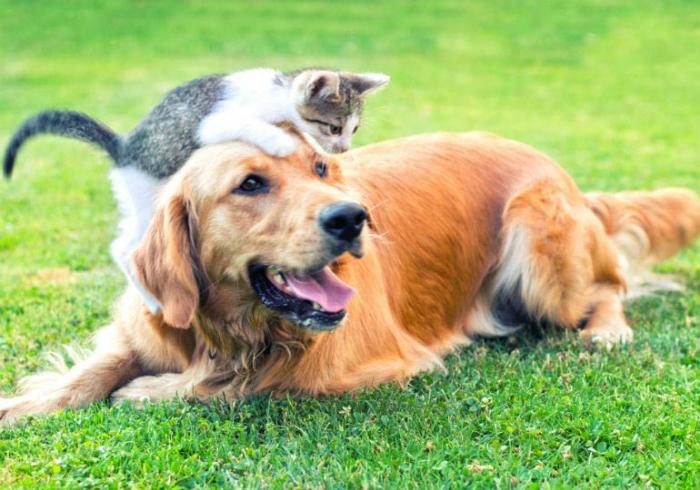 Comissão Especial da Câmara dos Deputados aprova aumento de pena para quem maltrata cães e gatos