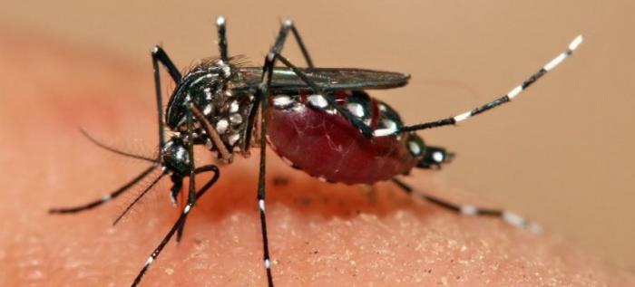 Casos de dengue no Brasil registram aumento significativo em 2019