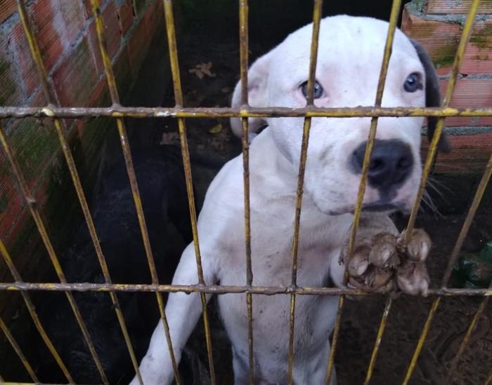Bem-estar animal de Mauá e GCM de Ribeirão Pires descobrem canil clandestino