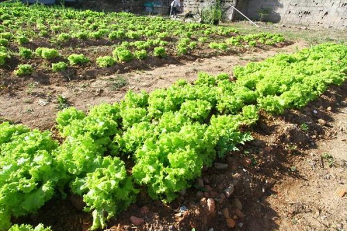 Horta comunitária auxilia no combate à fome em Mauá