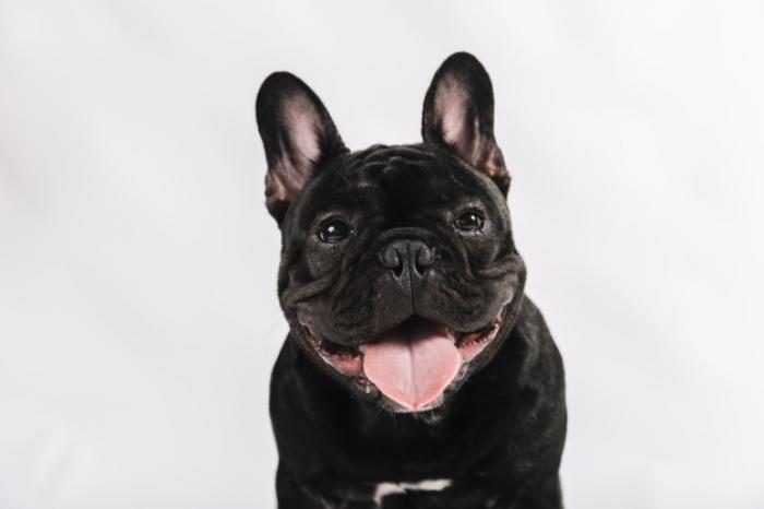 Feiras registram 634 animais doados em 2017 na região