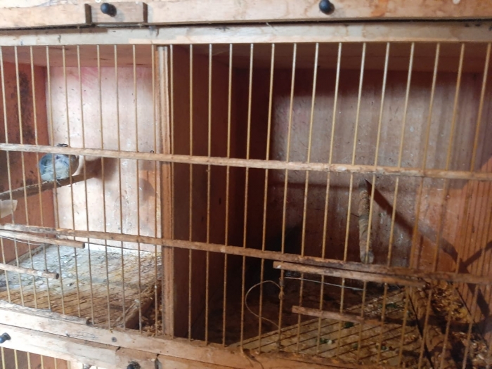 GCM de Mauá estoura cativeiro com mais de 60 animais silvestres