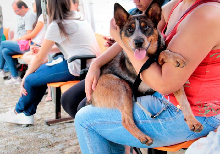 Ribeirão Pires promove castração gratuita de cães e gatos