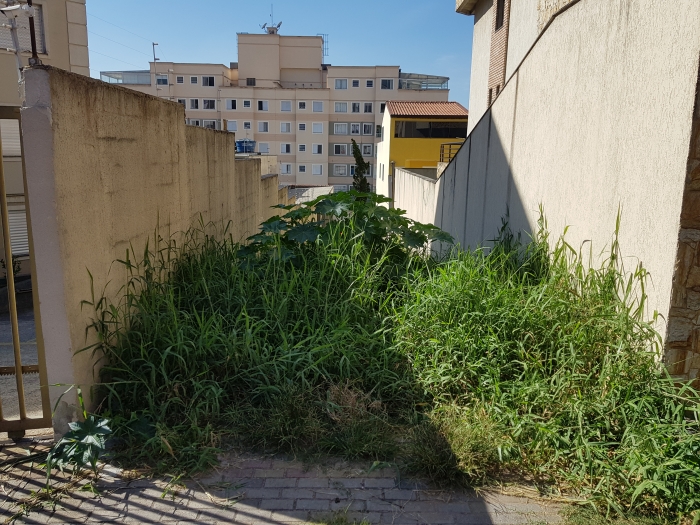 Moradores reclamam de falta de serviços de zeladoria em terreno no Parque São Vicente