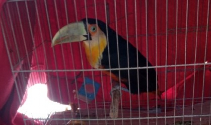 Tucano-de-bico-verde é resgatado em Mauá