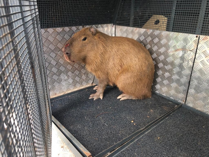 GCM Ambiental de Mauá resgata filhote de capivara