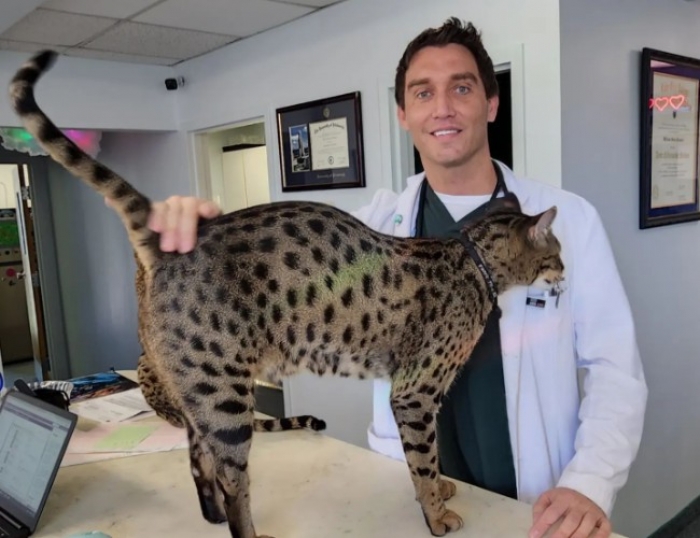 Gato de médico americano entra para o Guinness Book como o mais alto do mundo