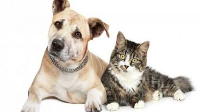 Ribeirão Pires promove castração gratuita de cães e gatos