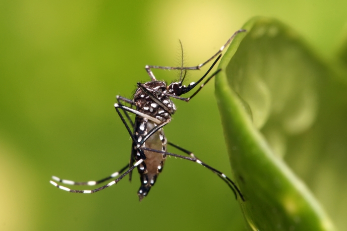 Campanha Nacional de combate ao Aedes Aegypti é lançada oficialmente