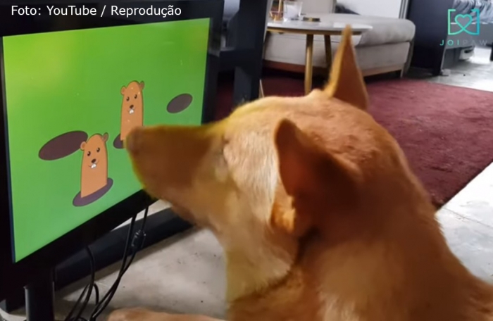 Empresa de Hong Kong anuncia lançamento de videogame voltado para cães