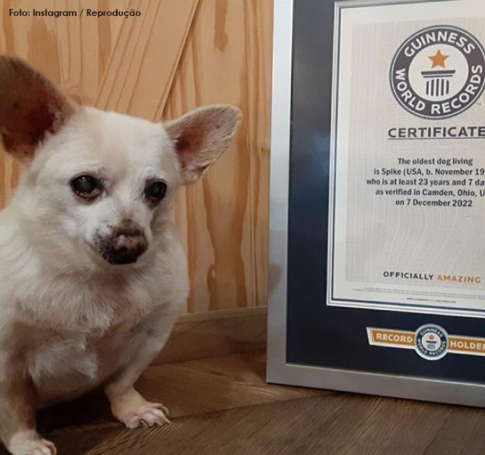 Guinness Book reconhece chihuahua como cão mais velho ainda vivo