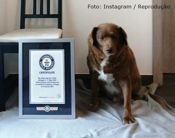 Guinness Book reconhece cão português como o mais velho da história